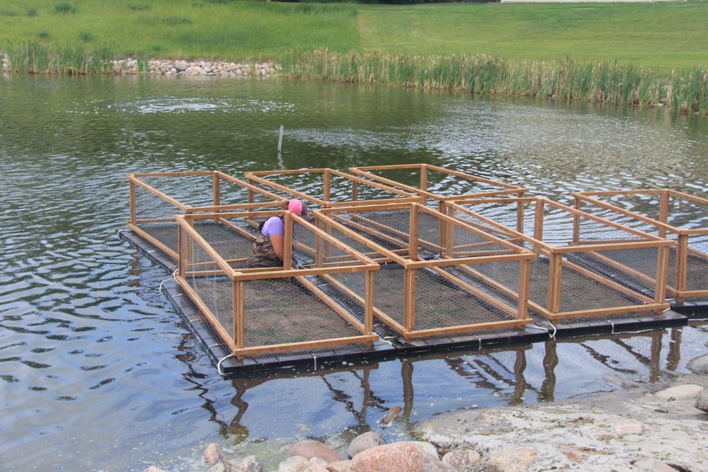 GP Restoration Solutions, Floating Islands, Phyto-remediation